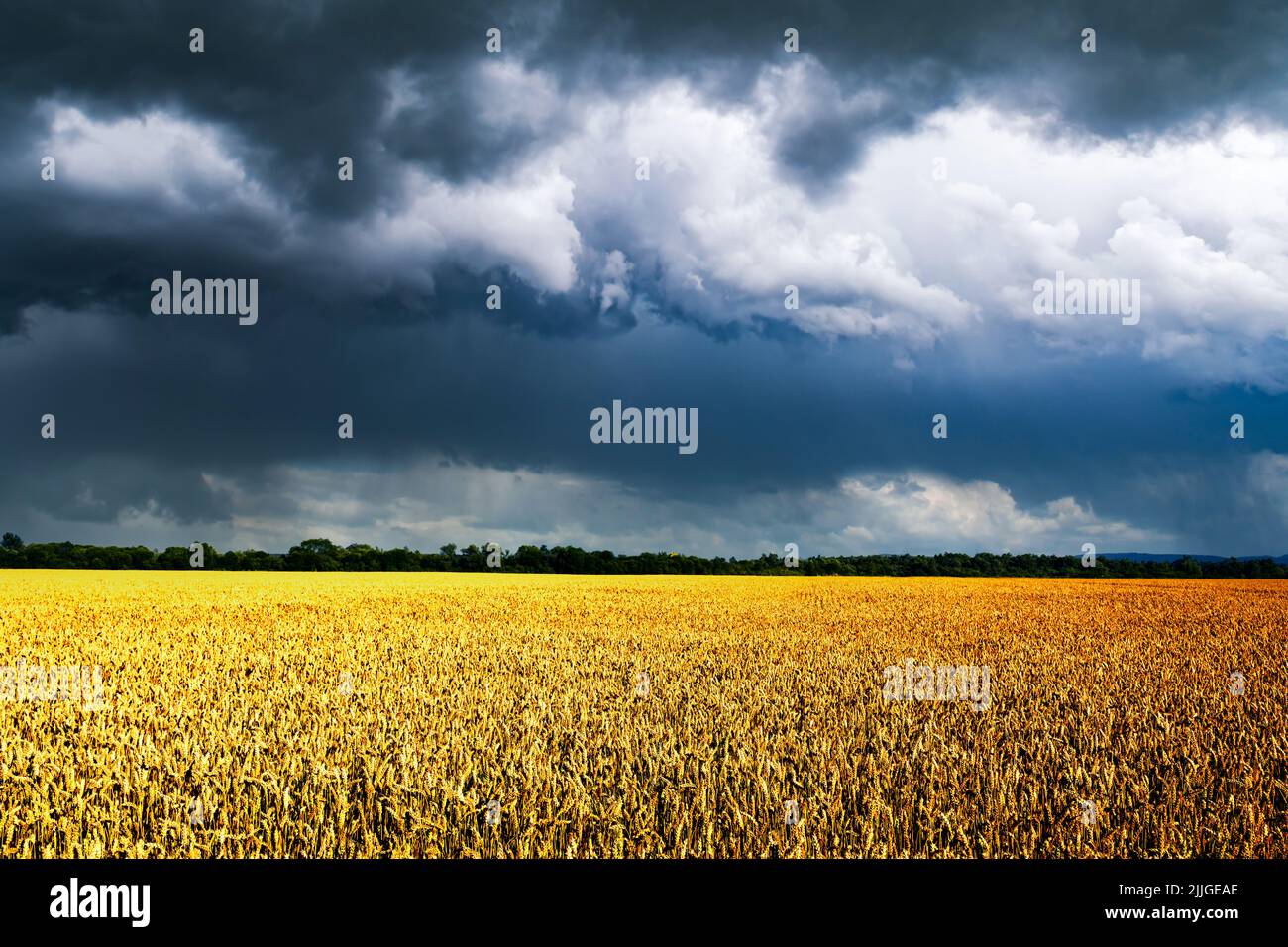 Des épillets de blé mûrs sur un terrain doré, dans un ciel sombre et spectaculaire avec des nuages pluvieux. Paysage industriel et nature. Ukraine, Europe Banque D'Images