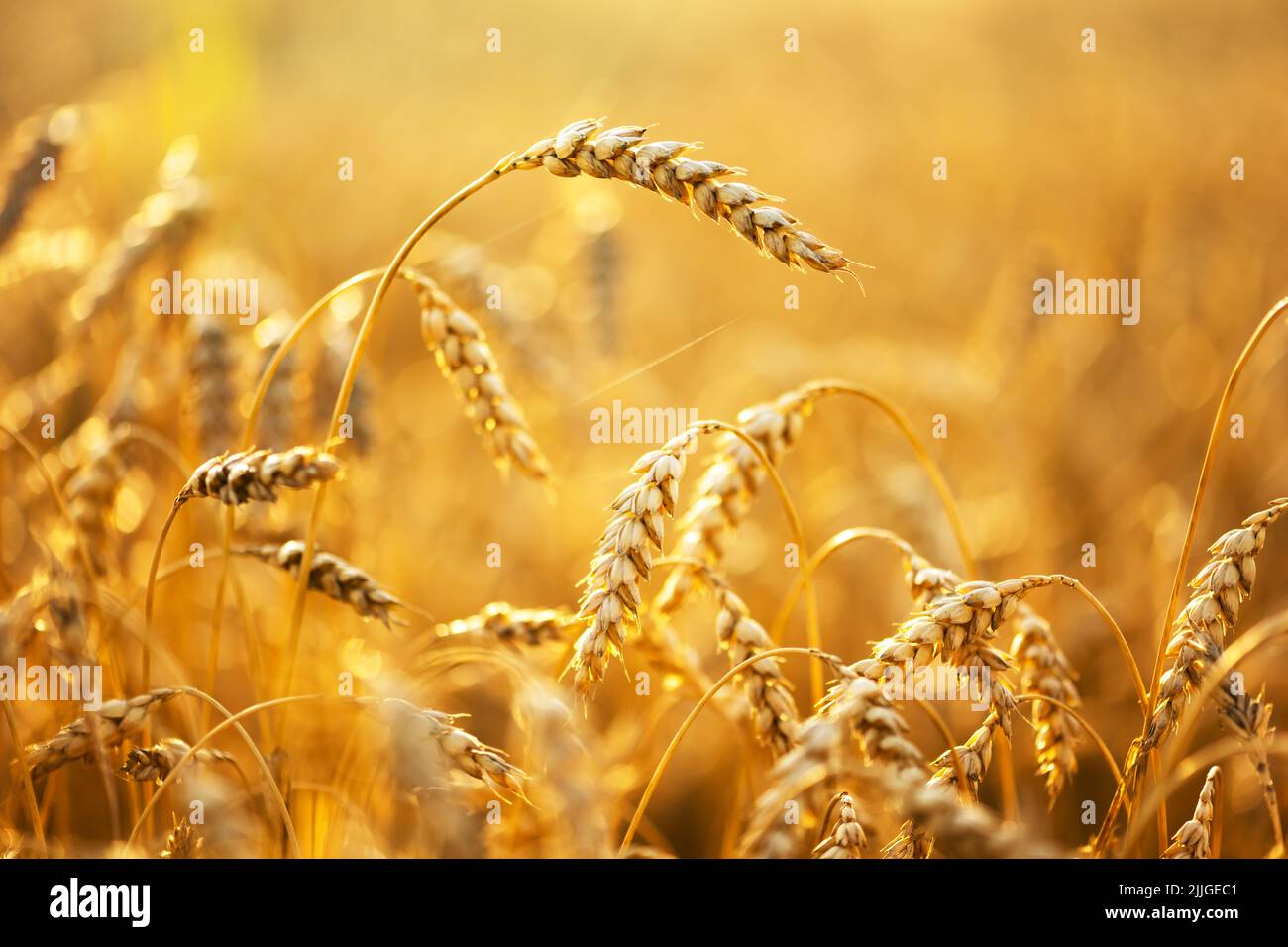 Des épillets de blé mûrs sur un champ doré illuminés par la lumière orange du coucher de soleil. Environnement industriel et naturel. Ukraine, Europe Banque D'Images