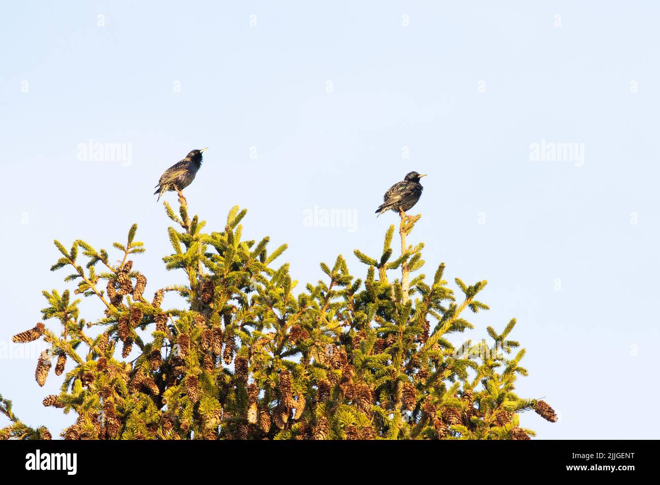 Deux mâles d'amidons communs, Sturnus vulgaris, au-dessus d'une épinette de Norvège, le soir du printemps Banque D'Images