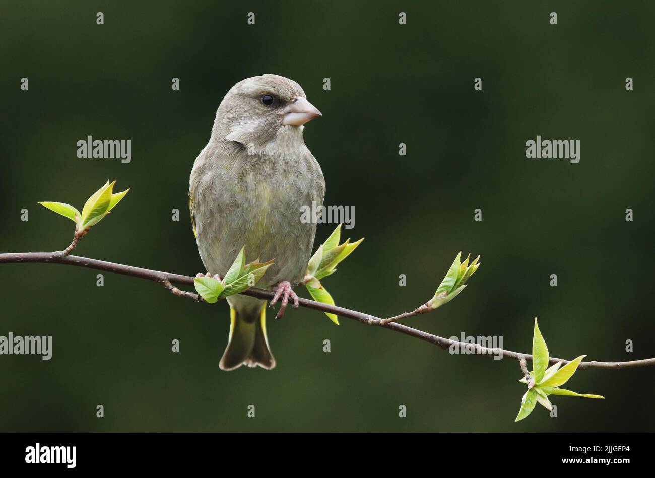 Femelle européenne de verdfinch, chloris chloris perché sur une branche de cerisier d'oiseau pendant une journée de printemps dans la forêt boréale estonienne Banque D'Images