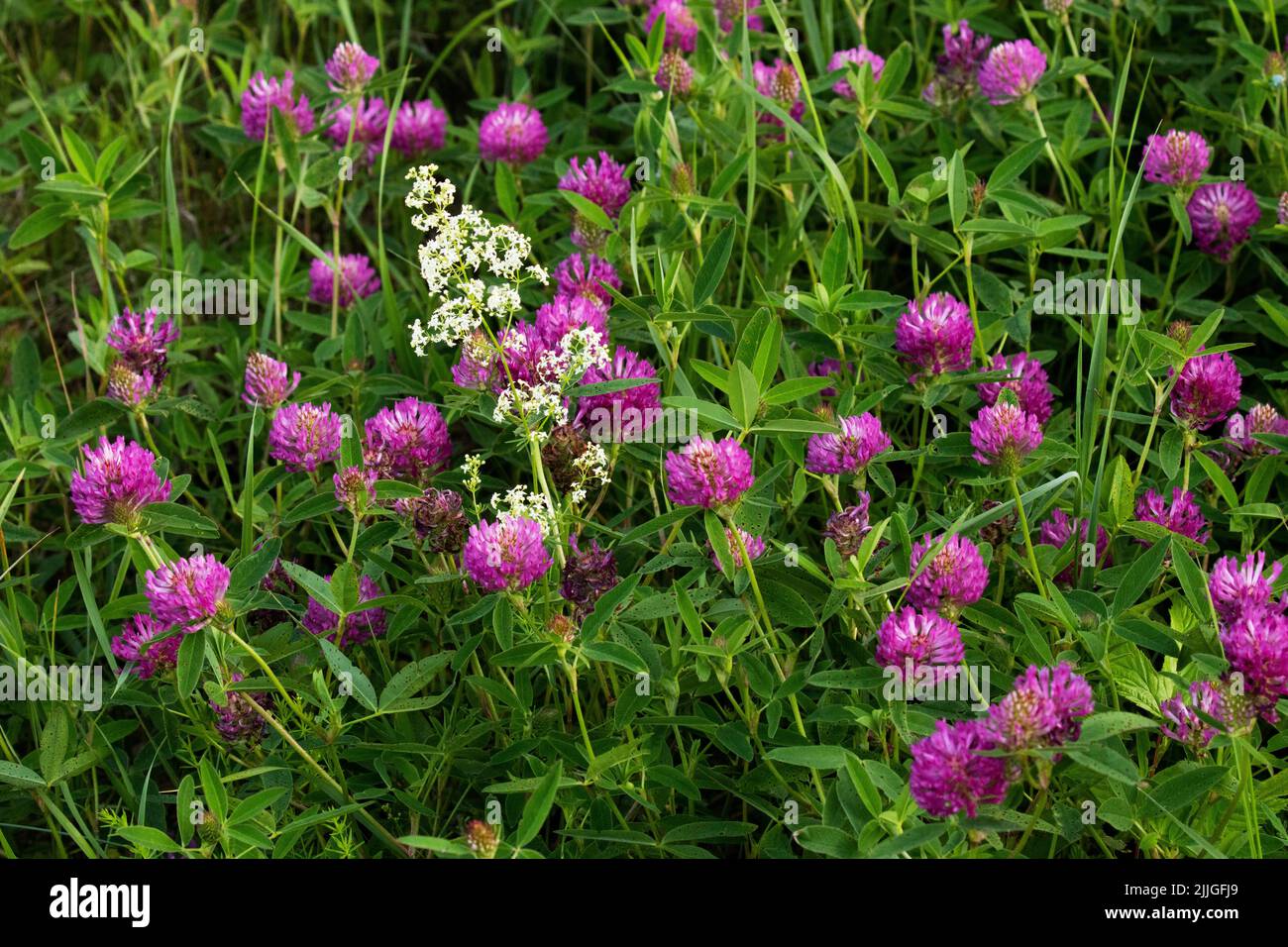 Trèfle Zigzag coloré, Trifolium moyen floraison sur une prairie luxuriante en Estonie, Europe du Nord Banque D'Images