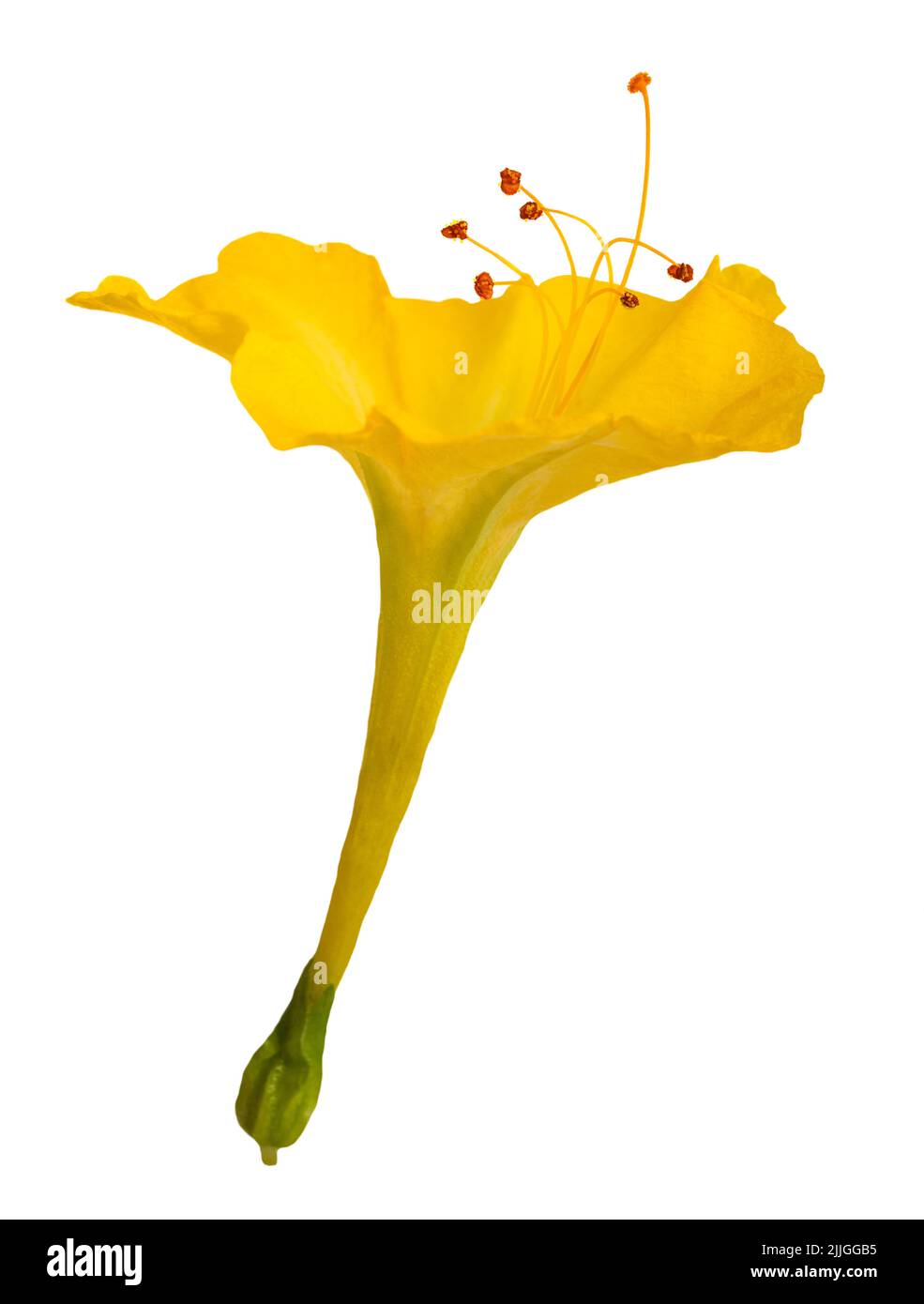 Fleur YellowFour o'clock isolée sur fond blanc Banque D'Images