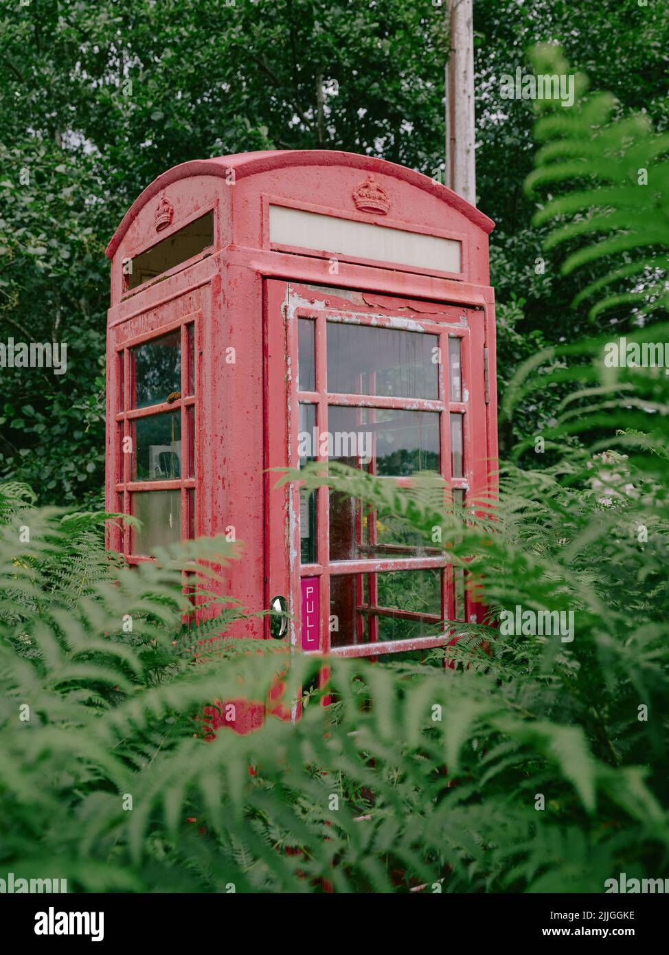 Une boîte téléphonique rurale rose rouge à moitié cachée par des plantes de fougères surcultivées sur l'île de Sky Scotland UK - boîte téléphonique - pas de réponse Banque D'Images