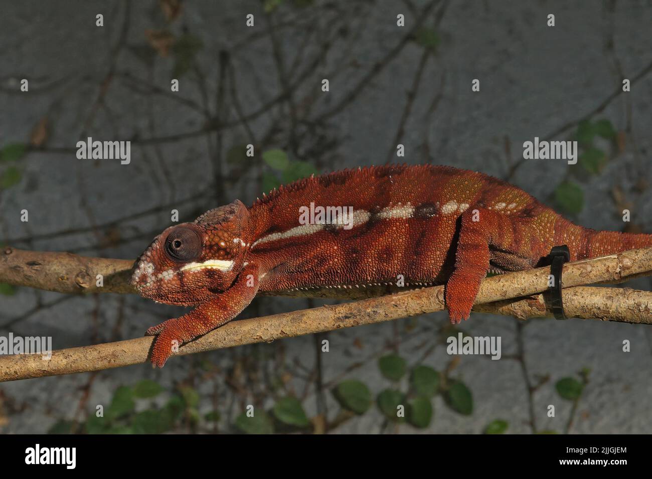 Gros plan sur un panther caméléon brun à rouge, Furcifer pardalis endemi à Madagascar Banque D'Images
