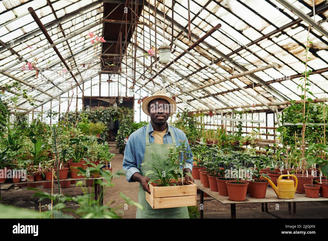 Joyeux jeune Noir homme portant un tablier et un chapeau debout dans une serre boîte de maintien avec des plantes regardant la caméra Banque D'Images