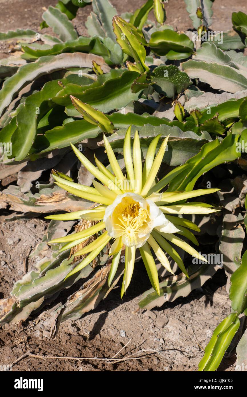 Le Cereus en fleurs nocturnes, Selenicereus undatus, également connu sous le nom de Dragonfruit Cactus. Chili. Banque D'Images