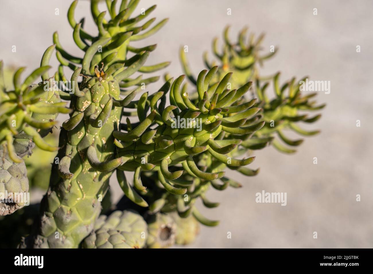 Eve's Needle Cactus, Austrocylindropuntia subulata, est originaire des Andes au Pérou. Chili. Banque D'Images