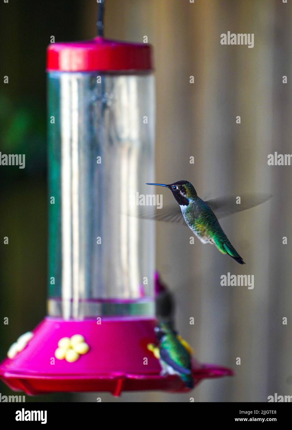 Colibris de Californie Banque D'Images