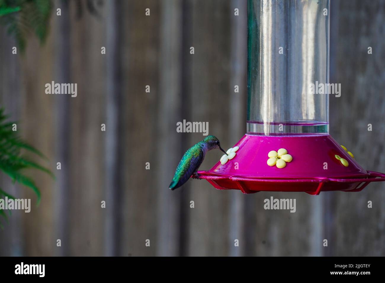 Colibris de Californie Banque D'Images