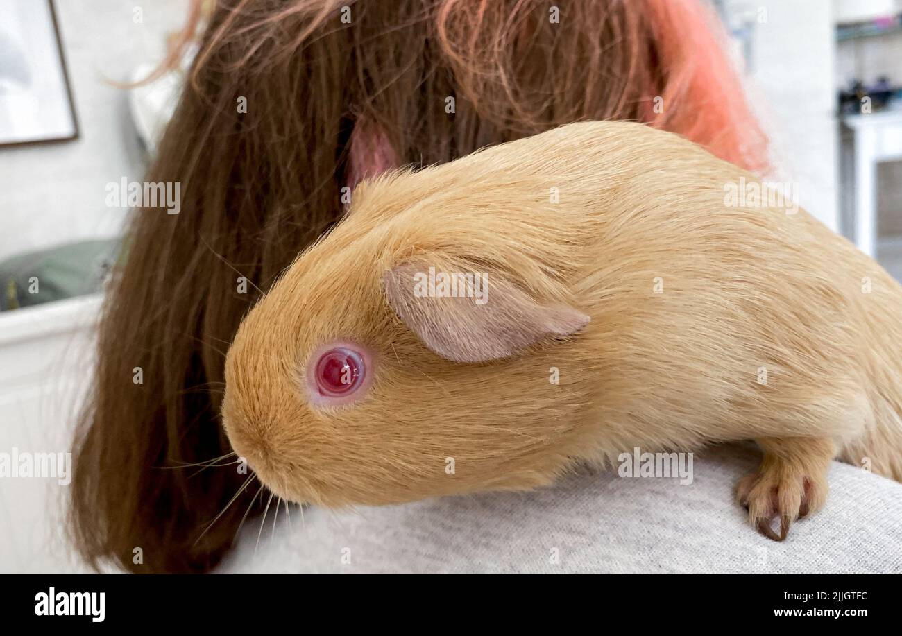 Cochon d'orange avec les yeux rouges est assis sur l'épaule de la jeune fille - son propriétaire. Prendre soin de l'animal. Banque D'Images