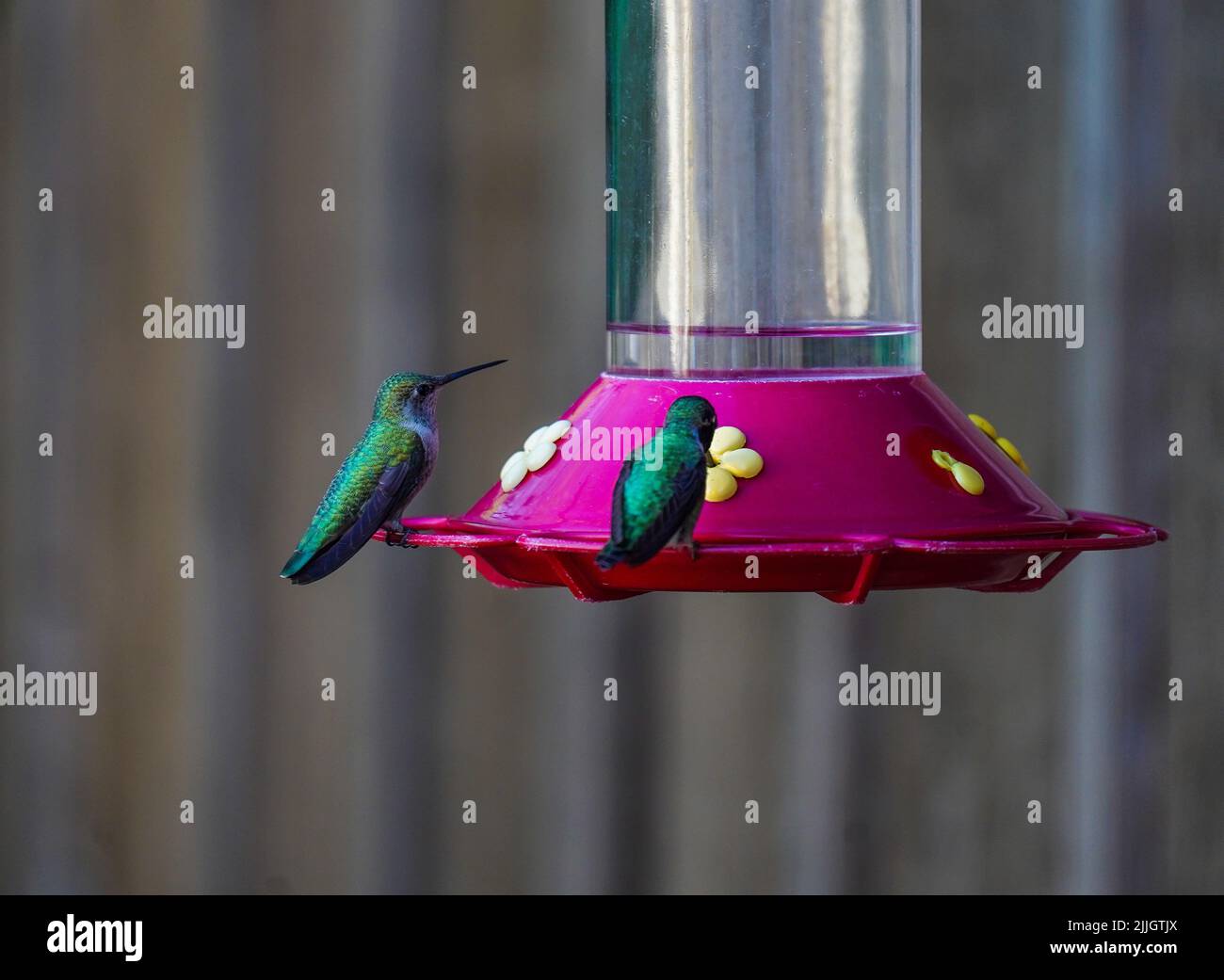 Colibris de Californie Banque D'Images