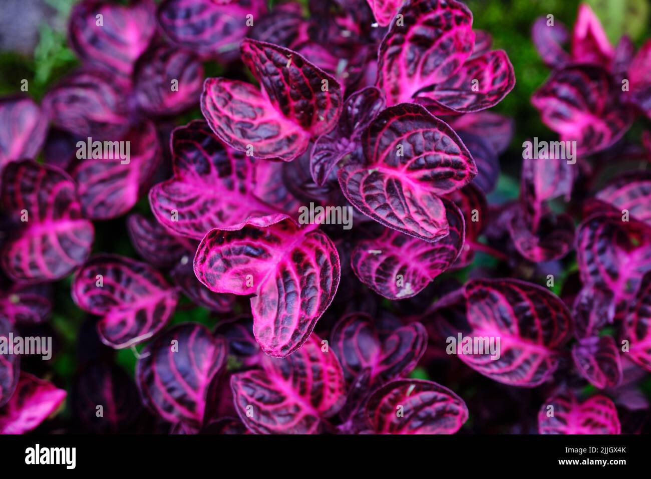 Arrière-plan de feuilles colorées, texture des feuilles tropicales, feuillage d'épine vert foncé et violet, plante ornementale, arrière-plan de la nature Banque D'Images