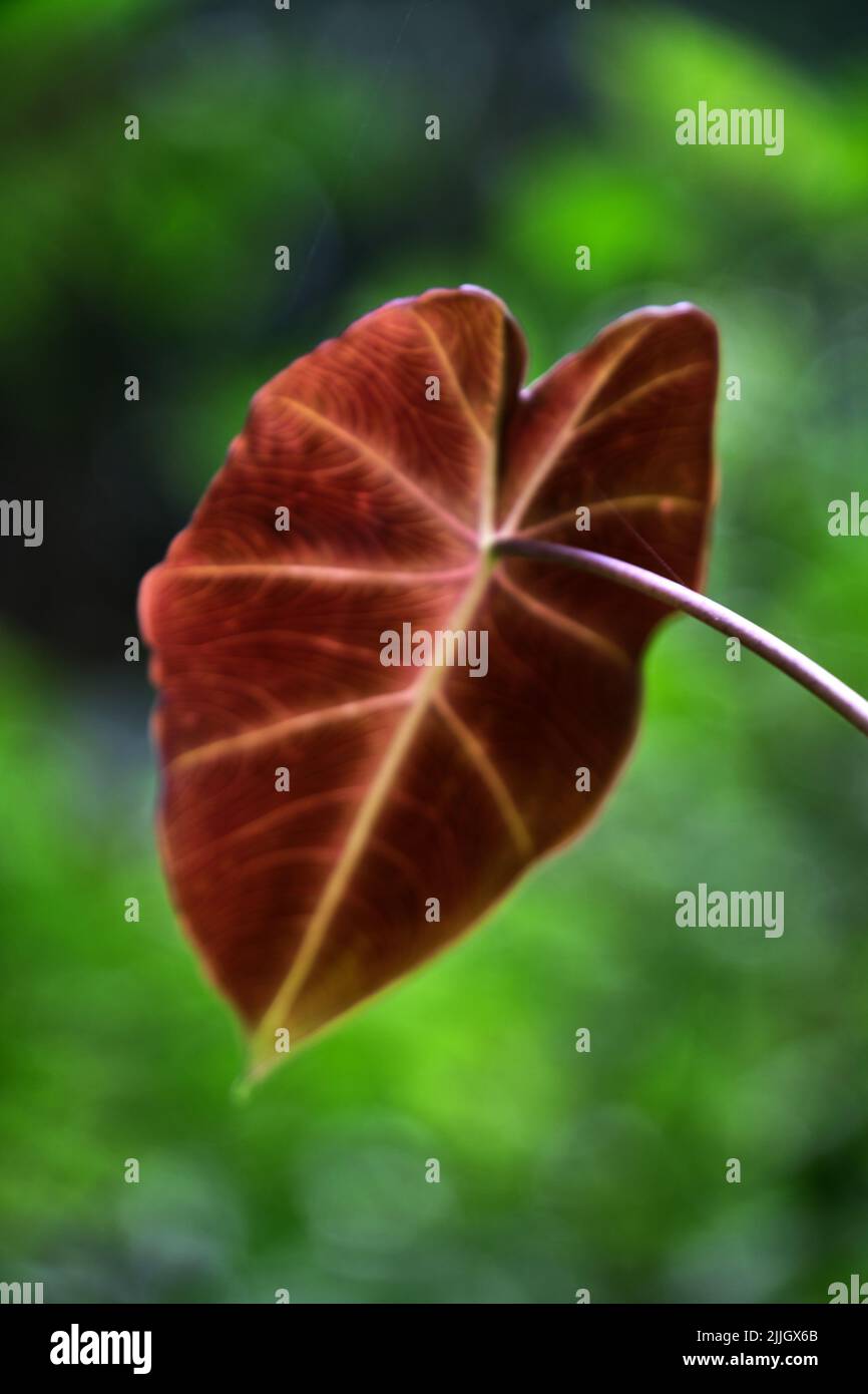 Arrière-plan de feuilles colorées, texture des feuilles tropicales, feuillage d'épine vert foncé et violet, plante ornementale, arrière-plan de la nature Banque D'Images