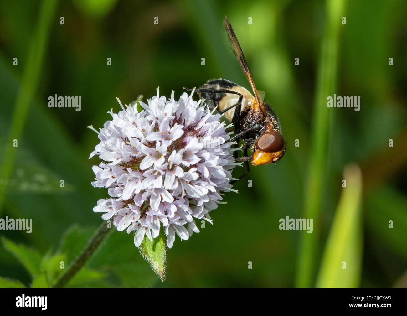 Mouche pellucide (Volucella pellucens) un type de mouche hover , se nourrissant de menthe d'eau . Suffolk, Royaume-Uni Banque D'Images