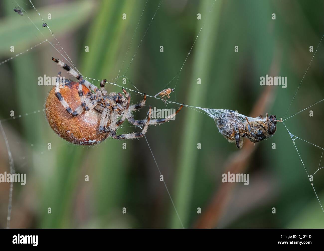 Un gros plan d'une araignée à quatre spots (Araneus Quatratus) montrant comment attraper et envelopper votre proie. Un chasseur formidable . Suffolk.R.-U. Banque D'Images