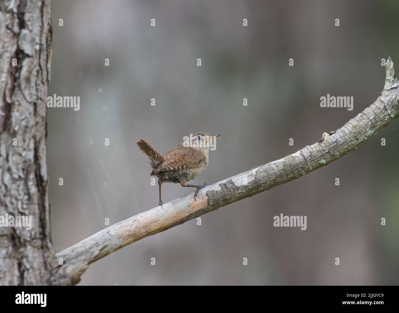 Une litlle Jenny Wren ( Troglodytes troglodytes) perchée sur une branche avec une toile d'araignées, prise sur un fond clair . Norfolk, Royaume-Uni Banque D'Images