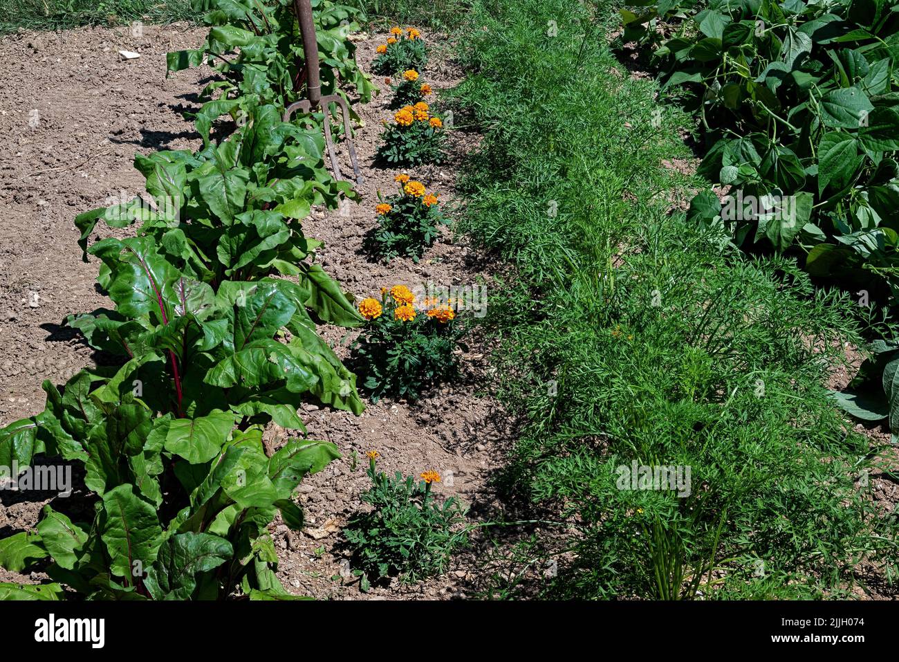 Fleurs Marigold nichées entre la betterave rouge, la carotte et les haricots verts. Les marigoles sont des plantes de compagnie et dissuadent les nématodes d'attaquer les racines Banque D'Images