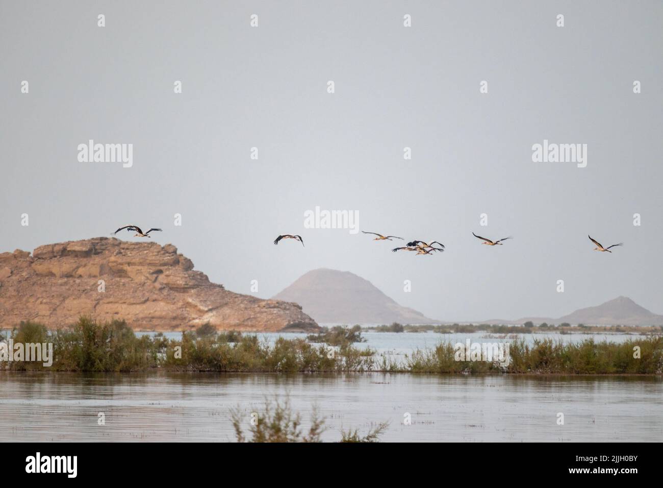 Un troupeau d'oiseaux volant au-dessus d'une rivière contre un ciel voilé en Égypte Banque D'Images