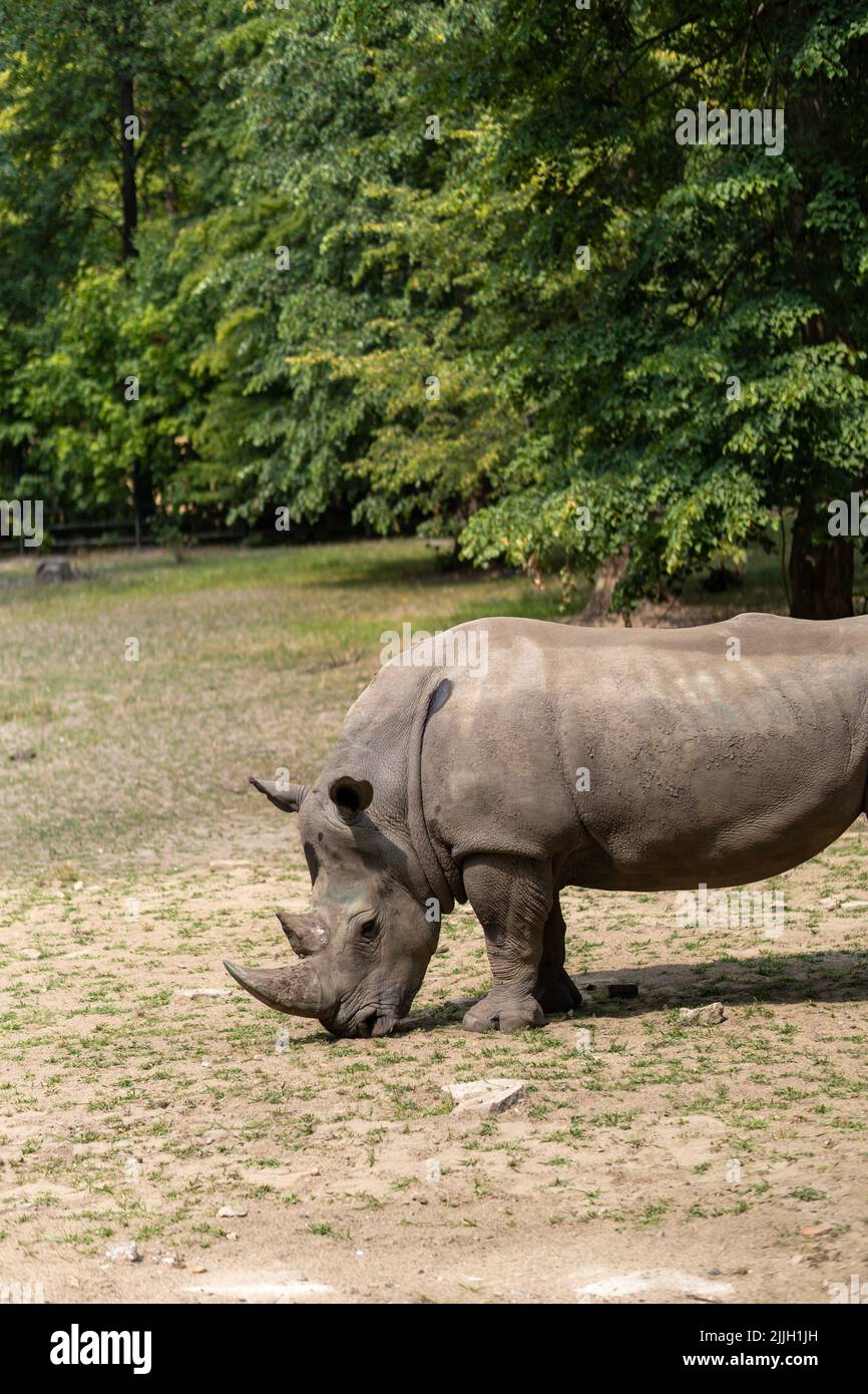 Un cliché vertical d'un rhinocéros noir dans un safari avec des arbres Banque D'Images