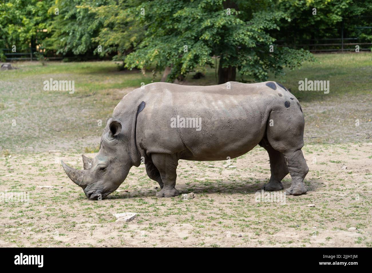 Gros plan d'un rhinocéros noir dans un safari avec des arbres Banque D'Images