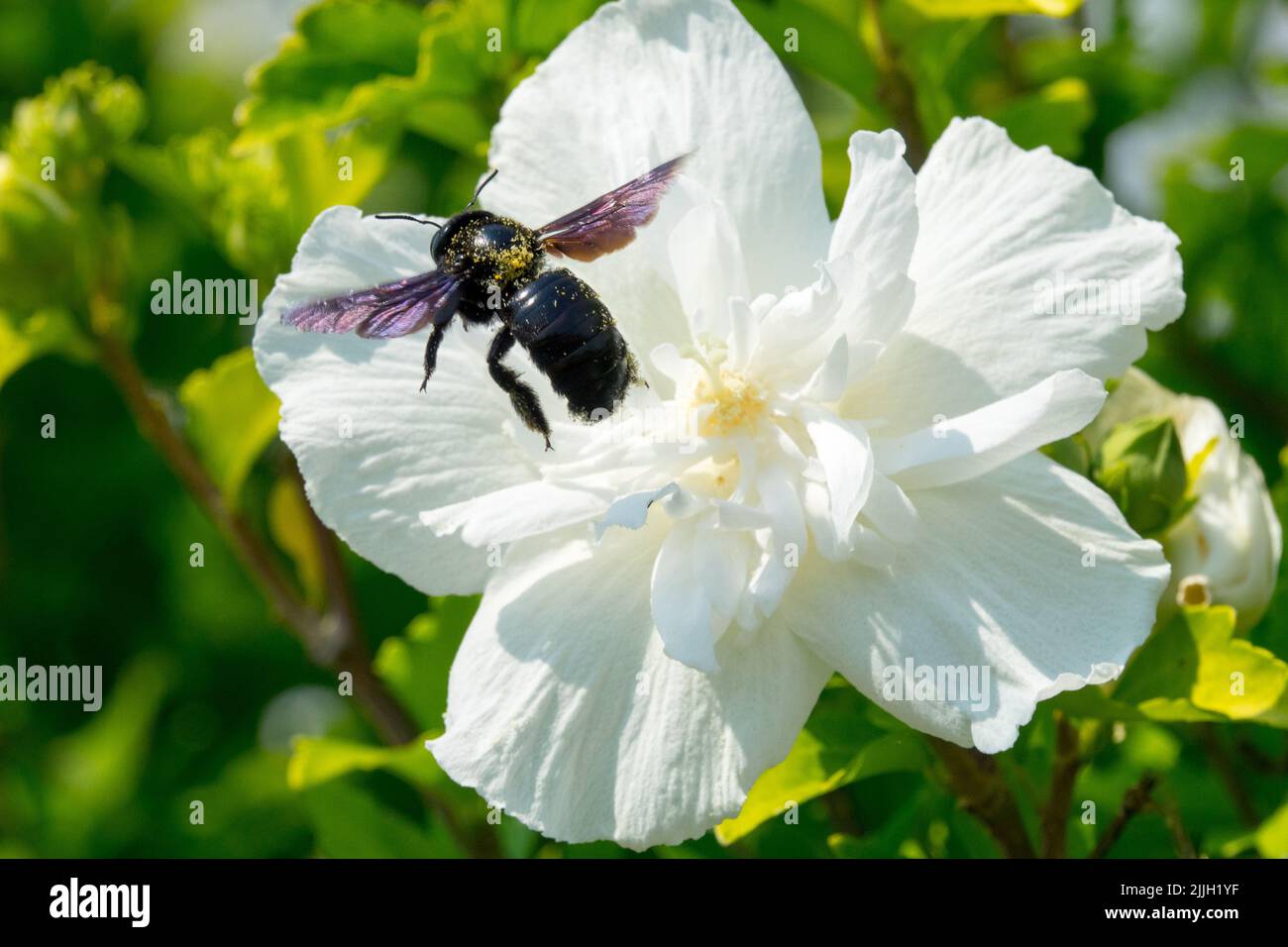 Abeille menuisière violette volant Xylocopa violacea Grand insecte volant à la fleur blanche Hibiscus 'TOTUS Albus' Hibiscus syriacus Blooming Althea Rose of Banque D'Images