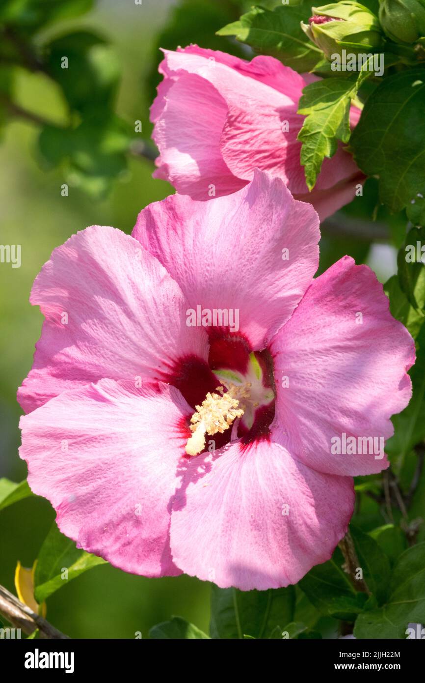 Hibiscus 'Aphrodite', fleur, rose, Hibiscus syriacus 'Aphrodite', Portrait, Fleur rose, Roses de Sharon, floraison, plante Banque D'Images