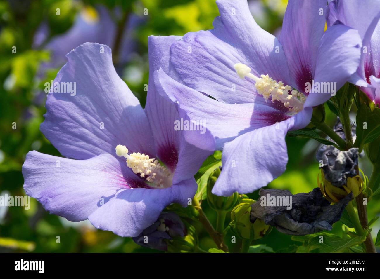 Hibiscus syriacus 'oiseau bleu', fleur , oiseau bleu Hibiscus Banque D'Images