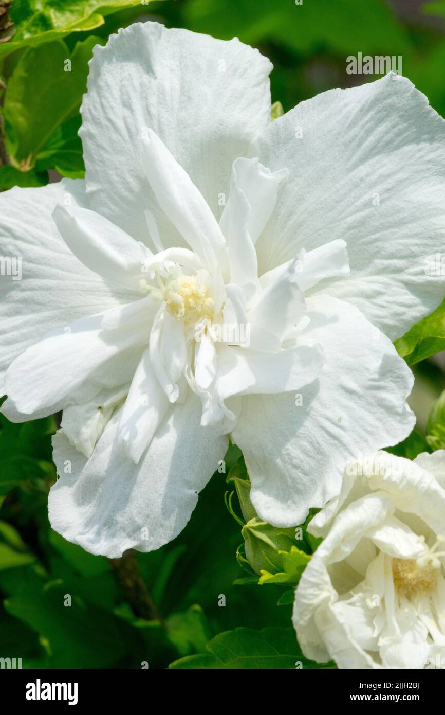 Hibiscus syriacus 'mousseline blanche', Fleur, Hibiscus 'mousseline blanche', Portrait Banque D'Images