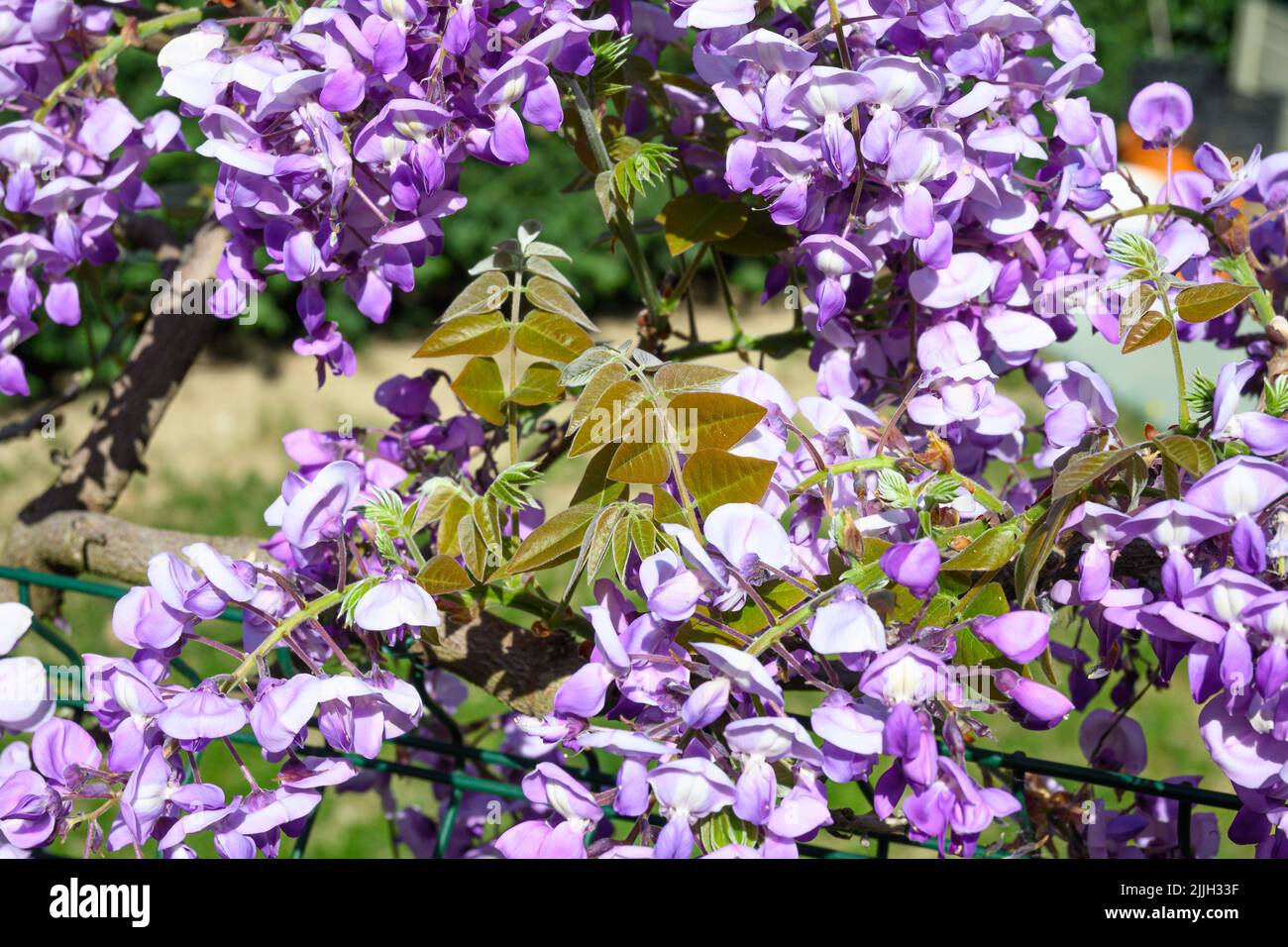 Les fleurs de glycine au printemps Banque D'Images