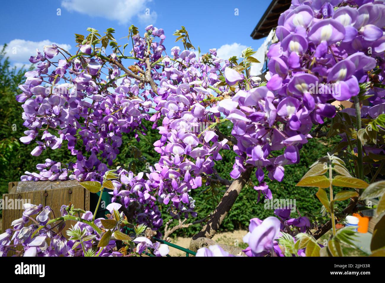 Les fleurs de glycine au printemps Banque D'Images