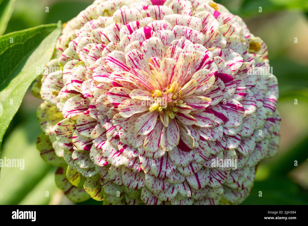 Zinnia elegans, tête de fleur, belle fleur Zinnia Zinnia 'Peppermint Stick' Banque D'Images