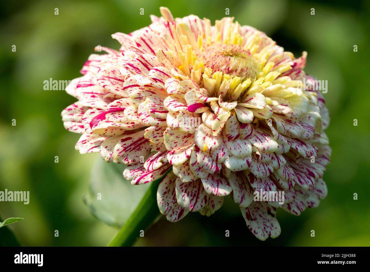 Zinnia 'Peppermint Stick', Zinnia Annual, Flower Head, Zinnia elegans Banque D'Images
