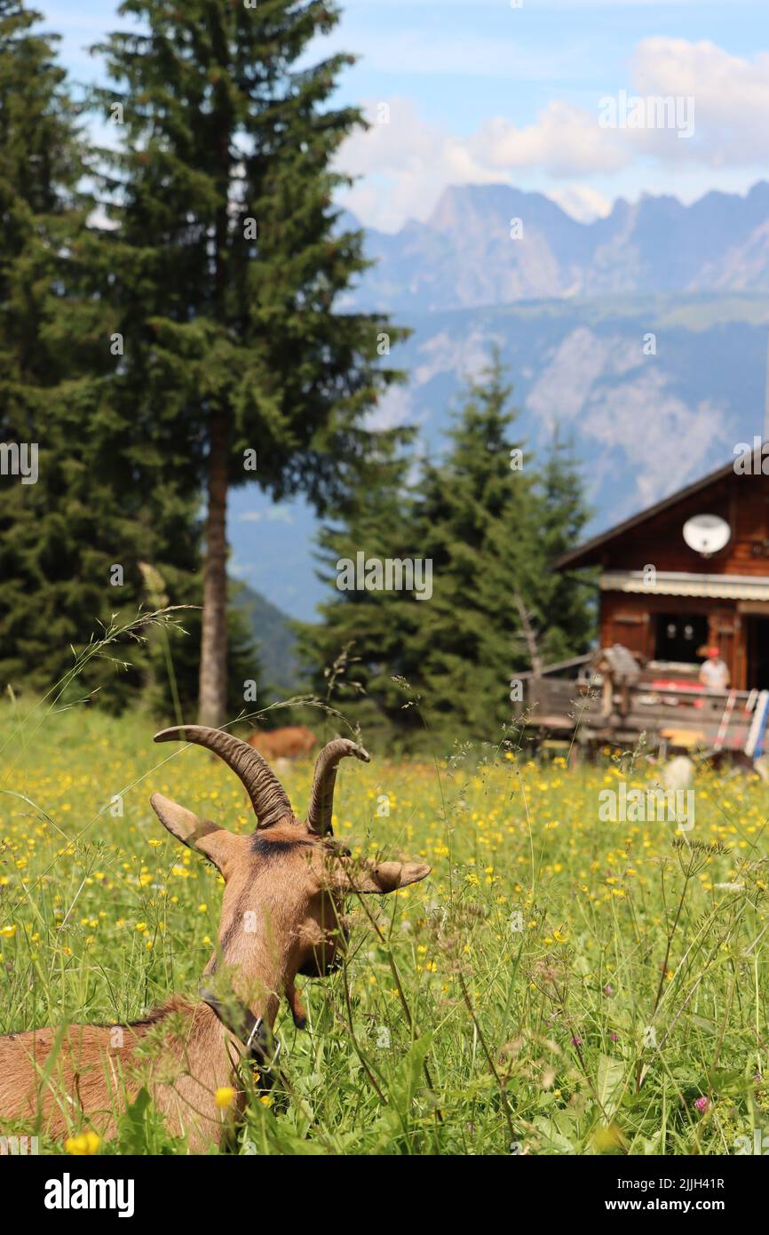 bonne chèvre dans l'alp suisse. profiter de l'herbe sauvage et une belle vue sur le paysage mountain.in fond bleu ciel et cabane alpine à une altitude de ca. 2000m Banque D'Images