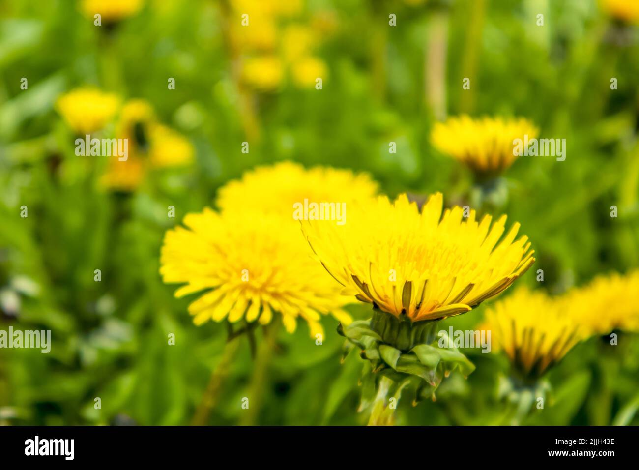 un champ de pissenlits. fleurs de printemps. fleurs jaunes et herbe. Banque D'Images