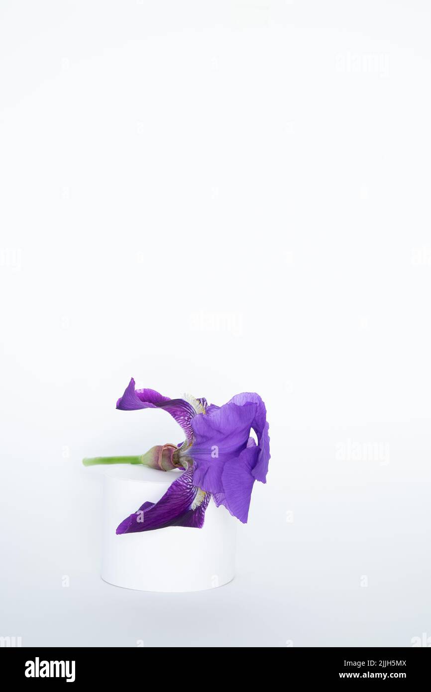 Fleur de l'iris violet avec affichage du produit sur fond blanc. Copier l'espace. Photo verticale. Banque D'Images