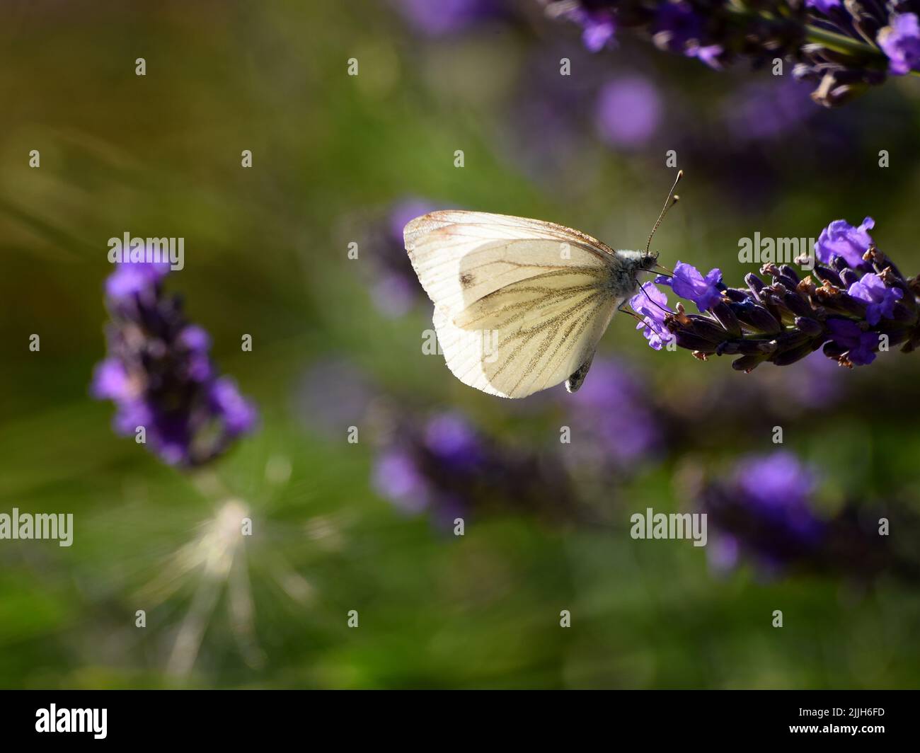 papillon merlan pollentant des fleurs de lavande Banque D'Images