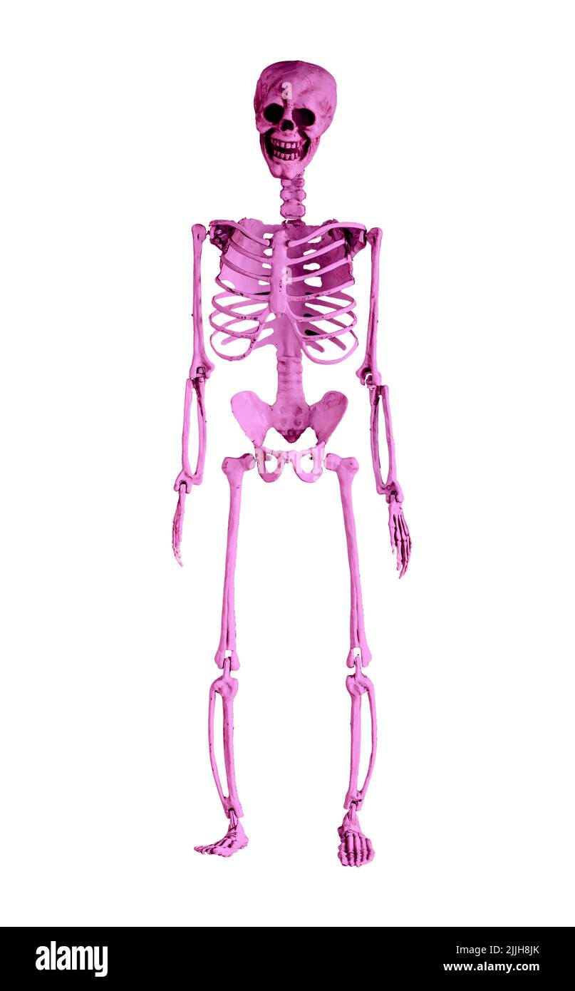 Modèle de squelette humain violet isolé sur fond blanc. Vue avant. Jour d'Halloween, horreur, anatomie, concept scientifique. Répliques de corps. Photo de haute qualité Banque D'Images