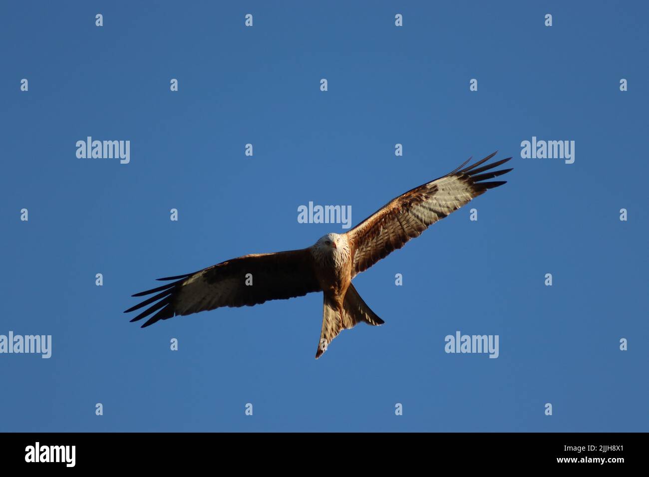 Un cercle de cerf-volant (Milvus milvus) à la recherche de proies. Ce rapaleur se nourrit de charogne et est inscrit à l'annexe 1 de la Loi sur la faune et la campagne Banque D'Images