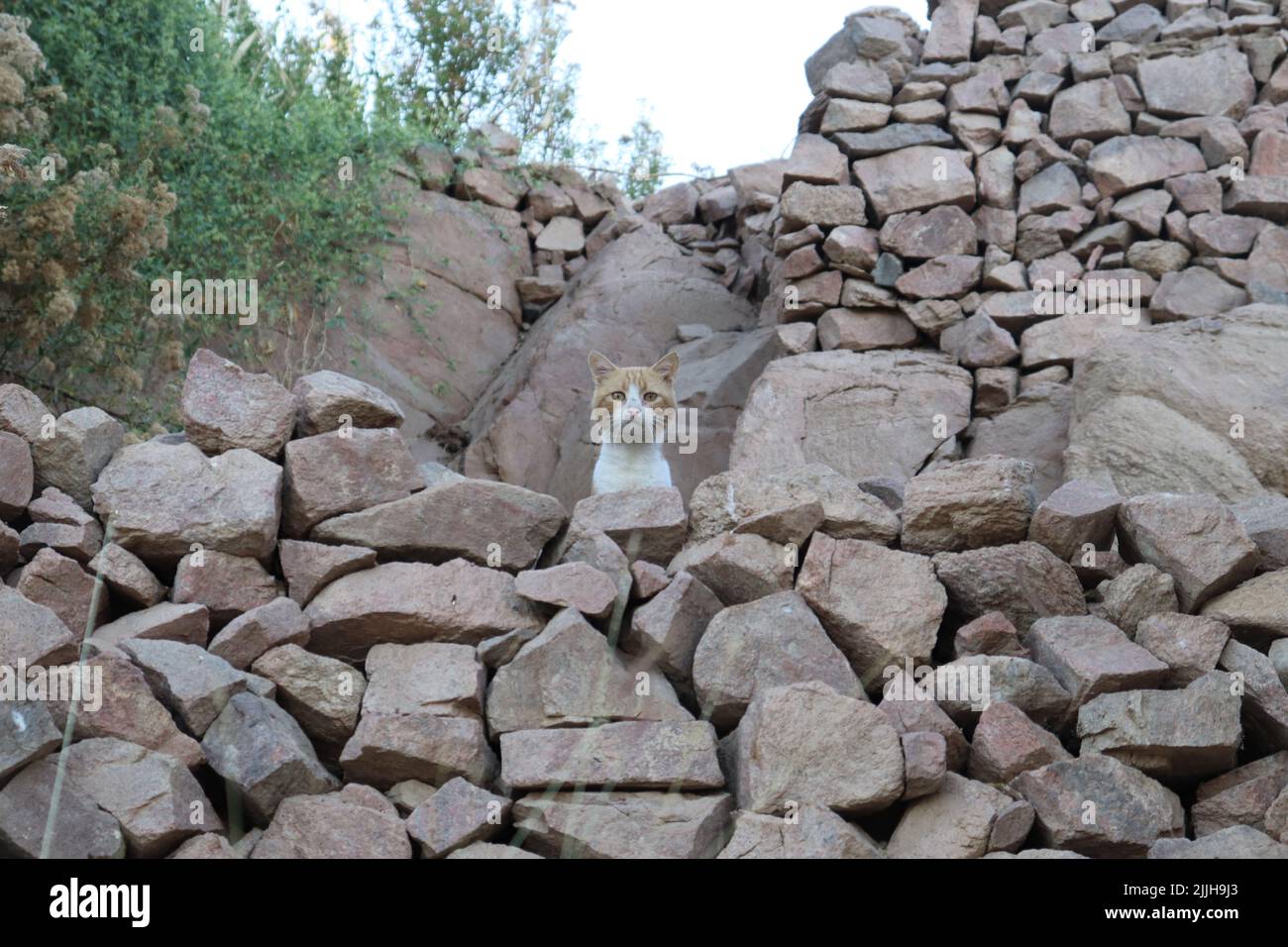 Chat debout entre les rochers de l'île de Heissa, Assouan, Égypte Banque D'Images