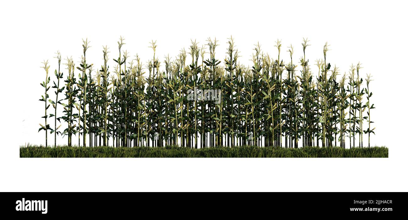 une image de rendu 3d de maïs sur champ de graminées vertes. Banque D'Images