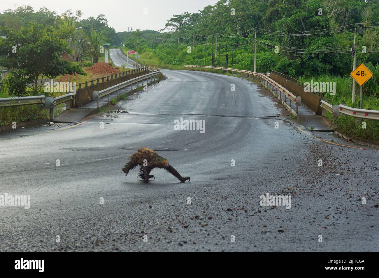 Chemin de passage à niveau du loth à deux doigts de Linnaeus (Choloepus didactylus). Adorable sloth mouillé essayant de traverser une route sale en Equateur, en Amazonie. Arrière-plan vert. Banque D'Images