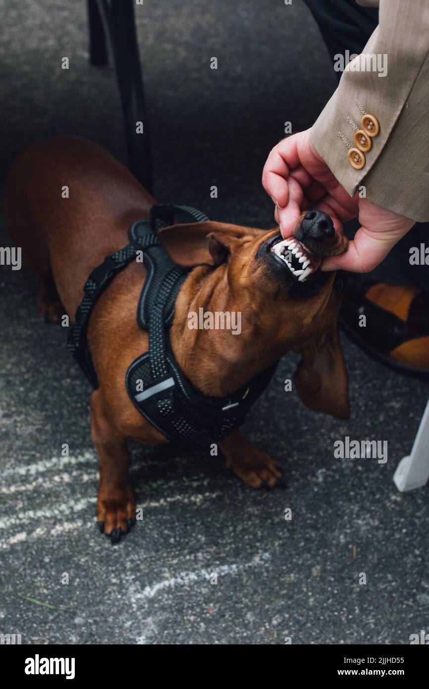 Personne avec Weiner saucisse chien dachshund dents pointues fangs Banque D'Images