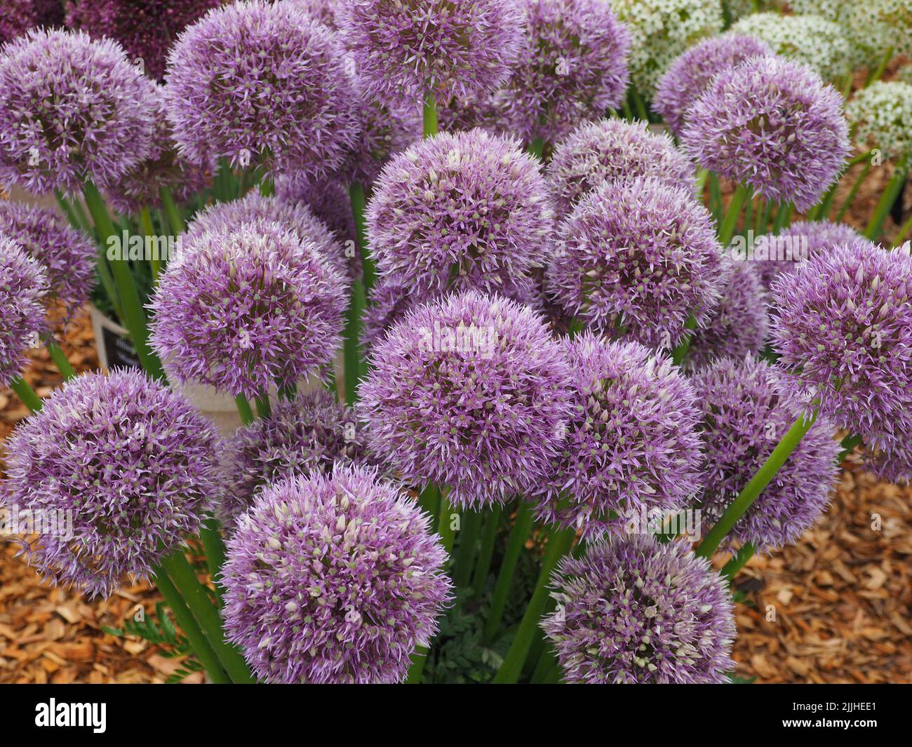 Têtes de fleurs 'Allium Round and Purple' cultivées à partir de bulbes en pleine fleur au RHS Tatton Park Flower show à Cheshire, Angleterre, 2022. Banque D'Images