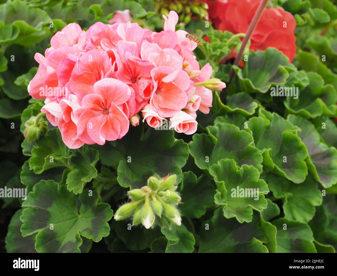 Tête de fleur d'un pélargonium peltatum rose zonal avec feuillage et amas de bourgeons. Banque D'Images
