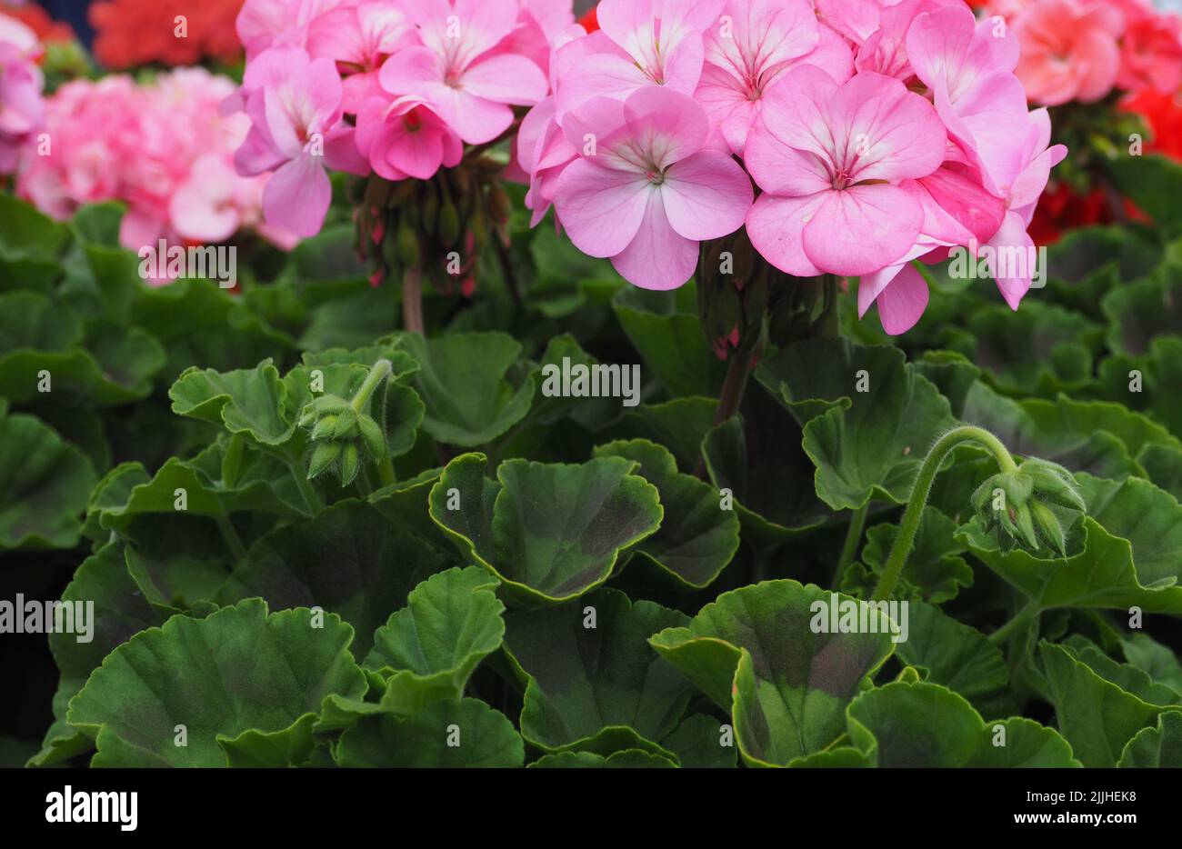 Têtes de fleurs d'un pélargonium peltatum rose zonal avec feuillage et amas de bourgeons. Banque D'Images