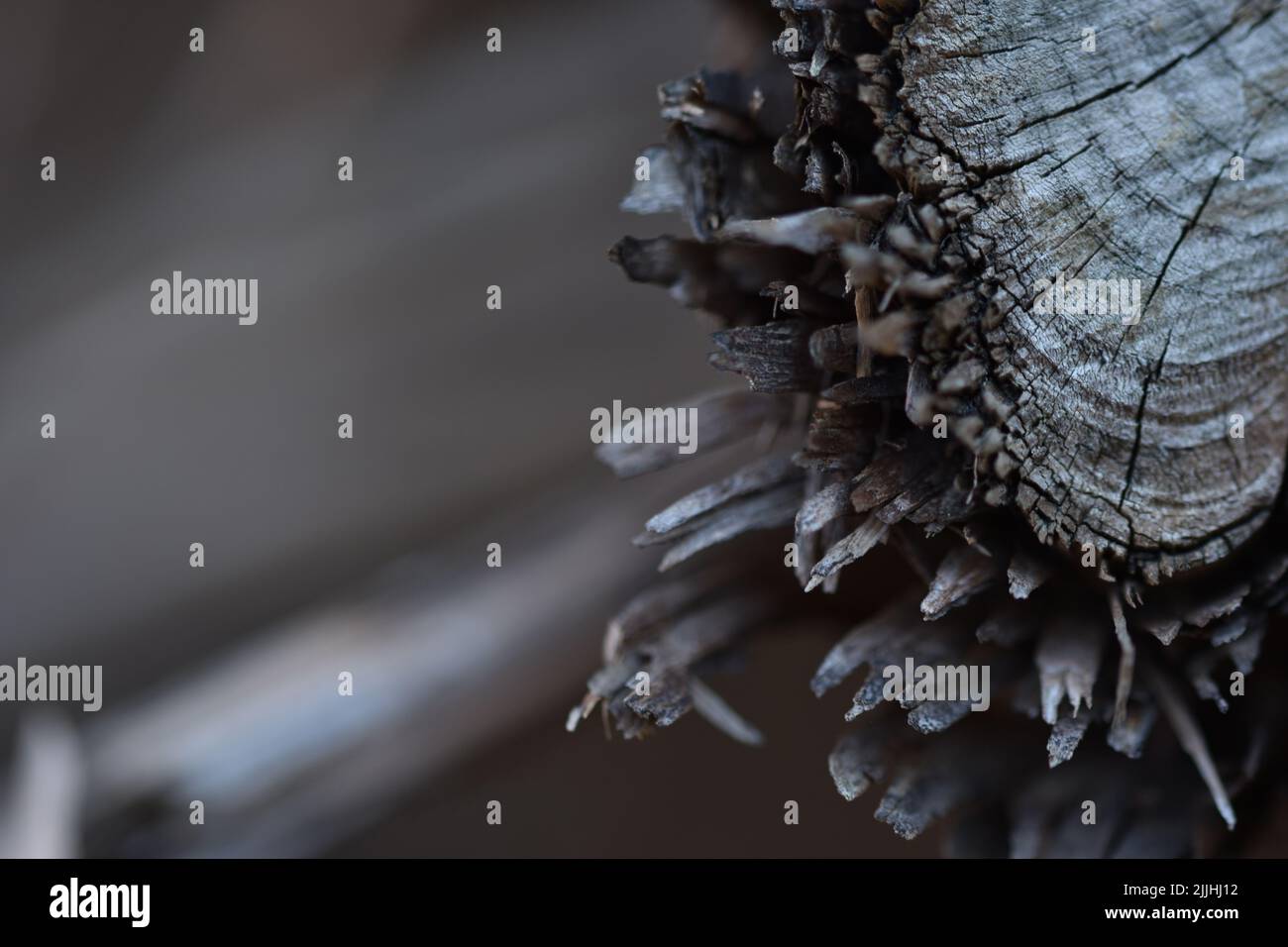 Éclats en bois Banque D'Images