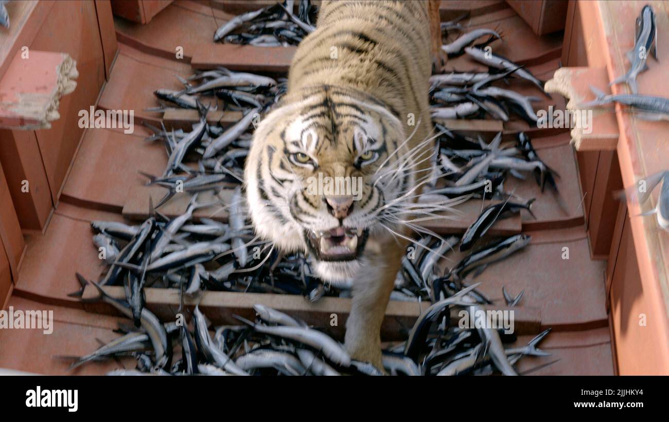 TIGRE, POISSON, VIE DE PI, 2012 Banque D'Images