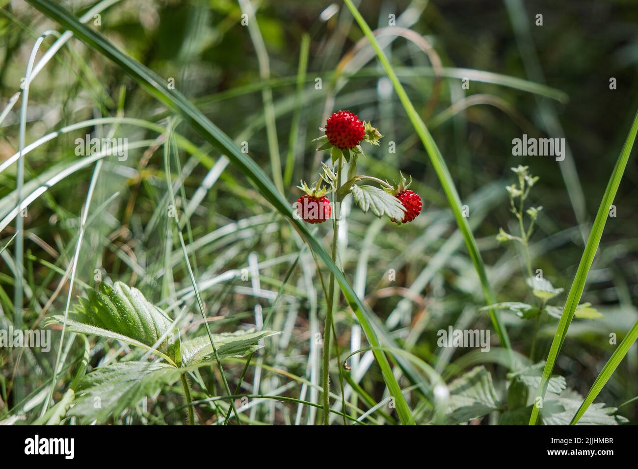 Petites fraises sauvages mûres rouges qui poussent dans la nature. Plantes sauvages de fraise dans l'herbe pendant l'été. Banque D'Images