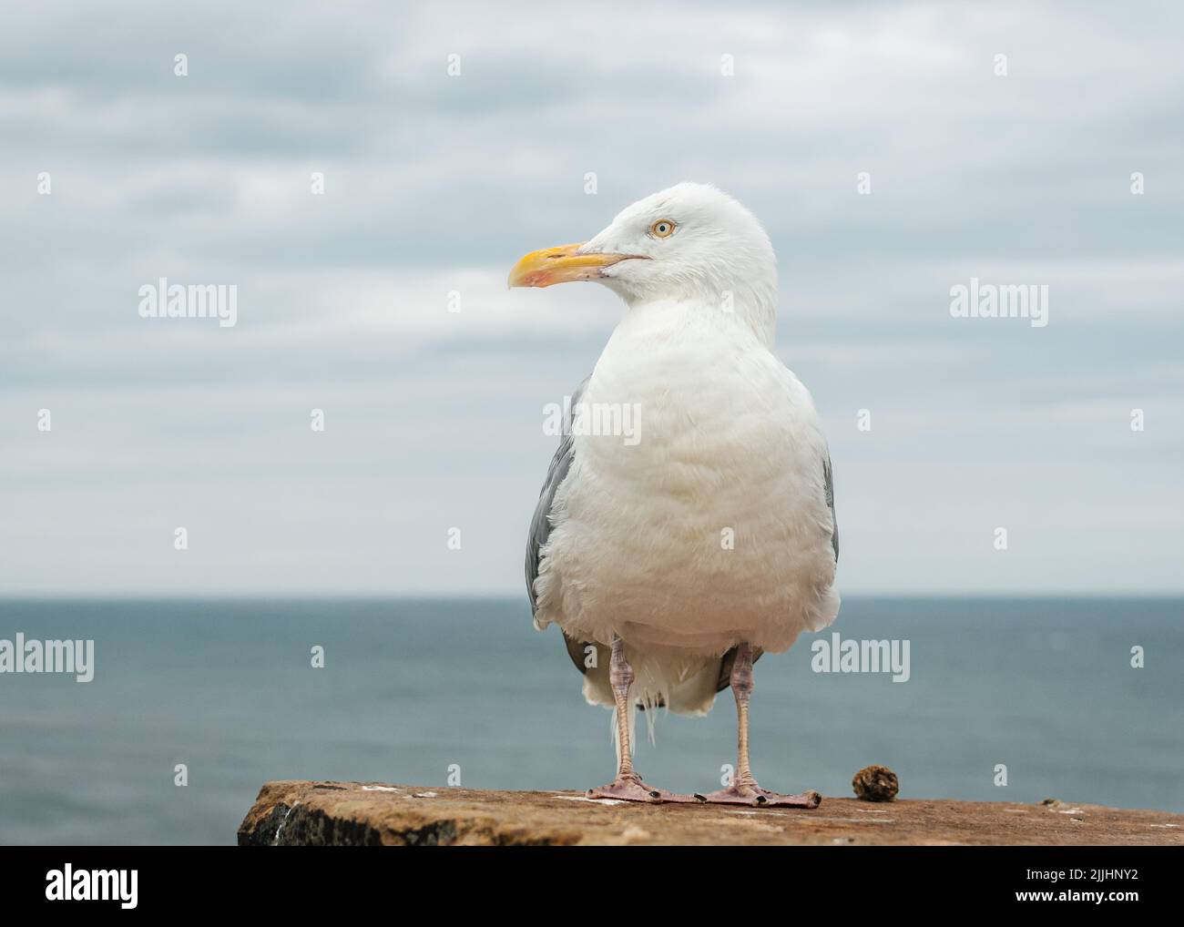 Mouette de mer debout sur un mur surplombant la mer du Nord à Tynemouth avec la tête tournée vers le côté Banque D'Images