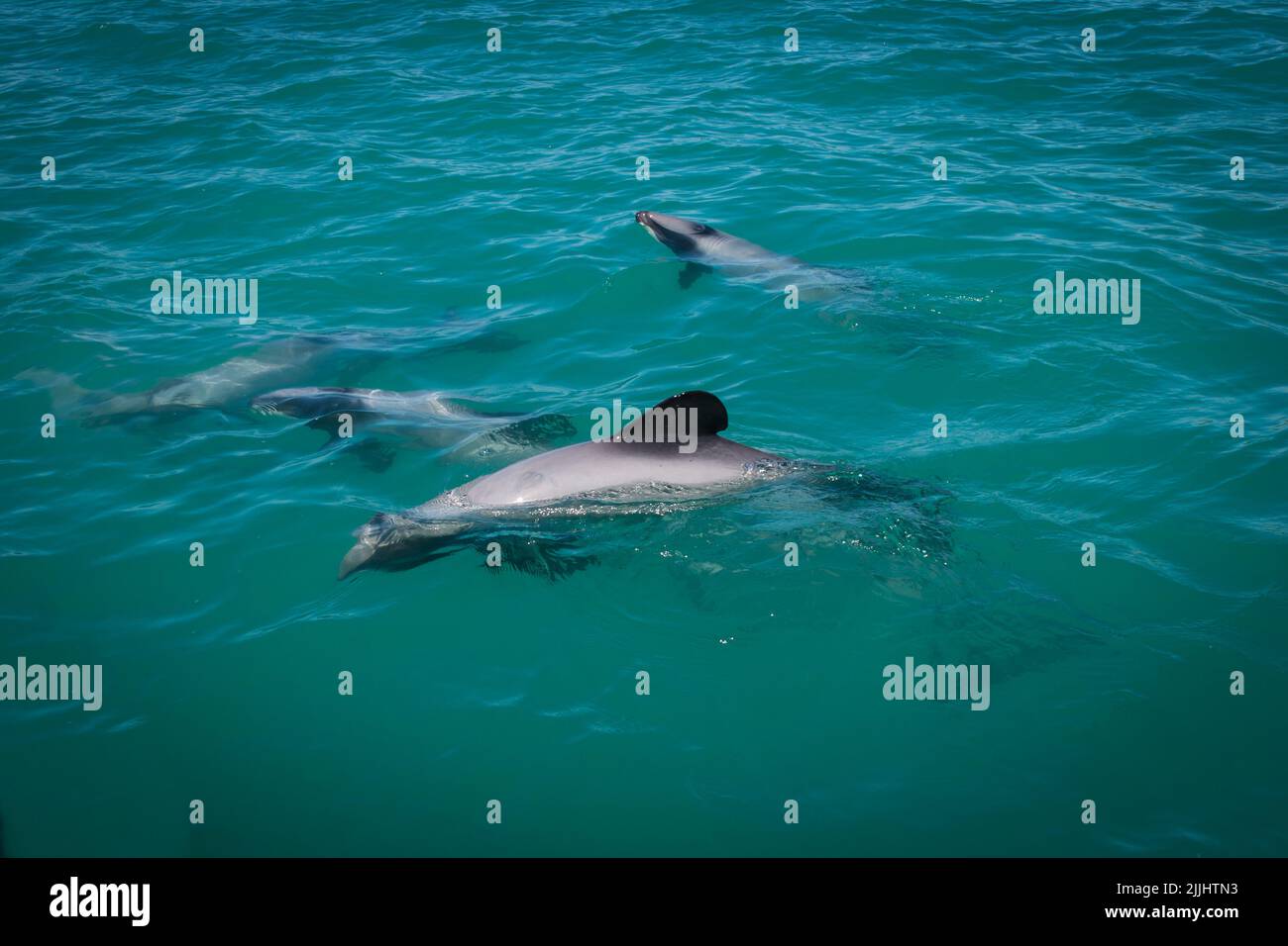 Un regard sur la vie en Nouvelle-Zélande. Les dauphins de Hector : la plus petite espèce de dauphin au monde. (Cephalorhynchus hectori). Petites créatures sympathiques. Banque D'Images